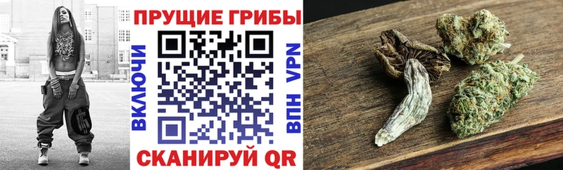 Галлюциногенные грибы Psilocybine cubensis  Алексеевка 